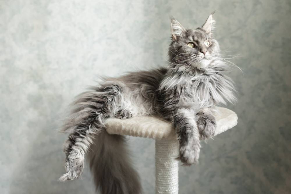 Race maine coon à Falicon