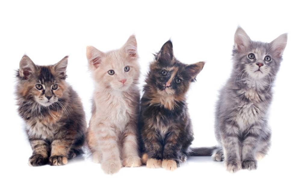 Chatons maine coon à Falicon