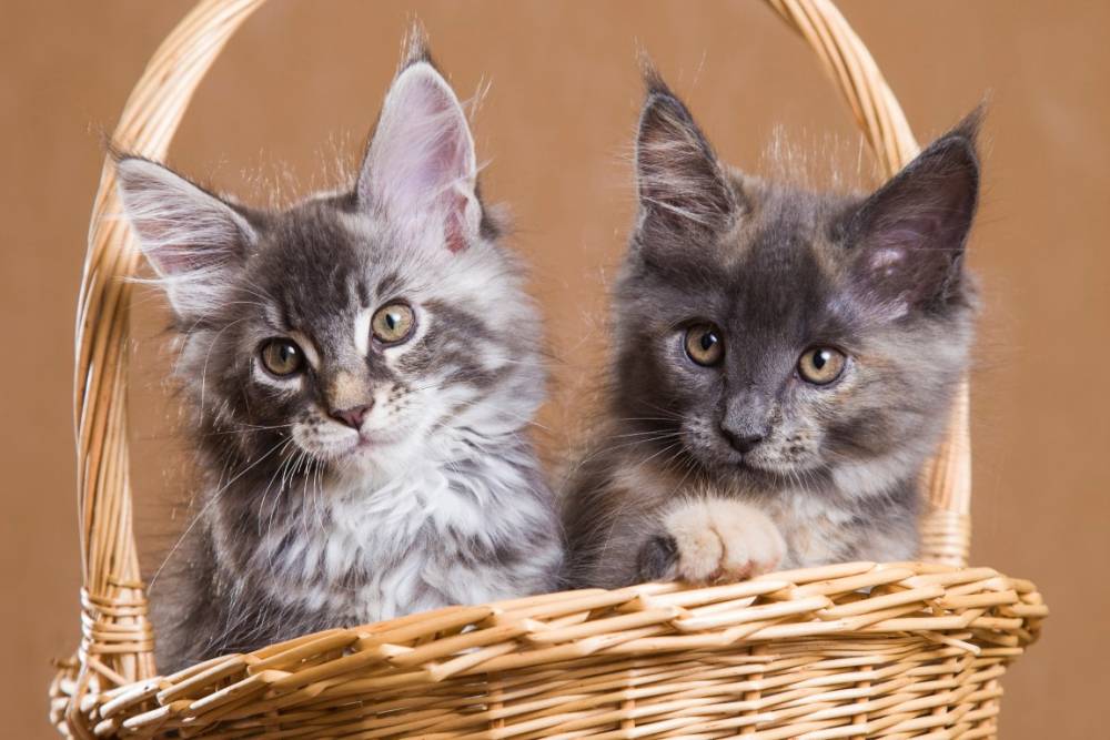 Chatons à Falicon