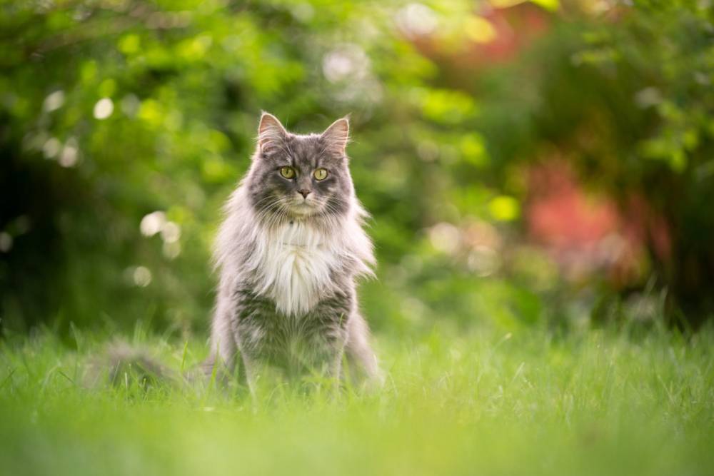 Maine_coon_males_lou_pitchoun_coon