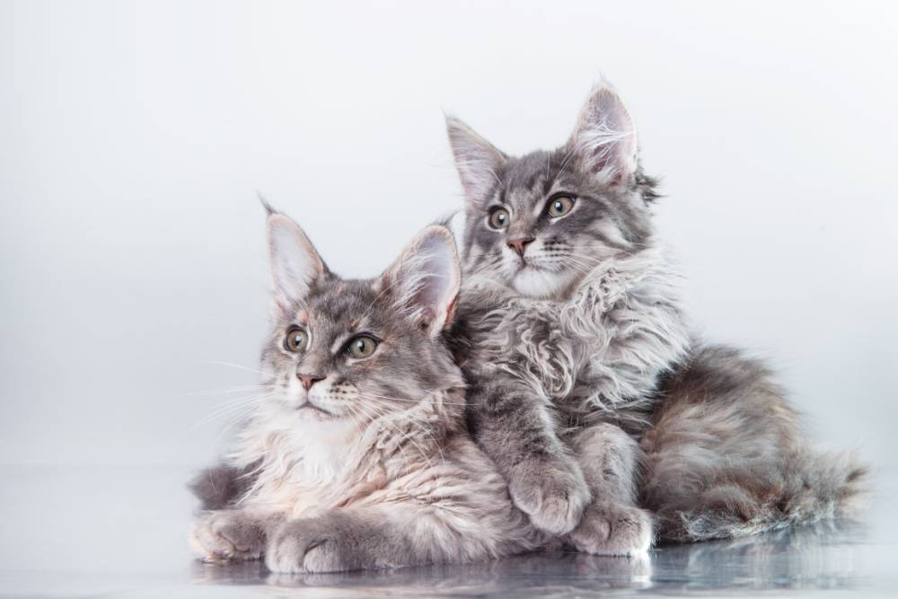Chats à Falicon