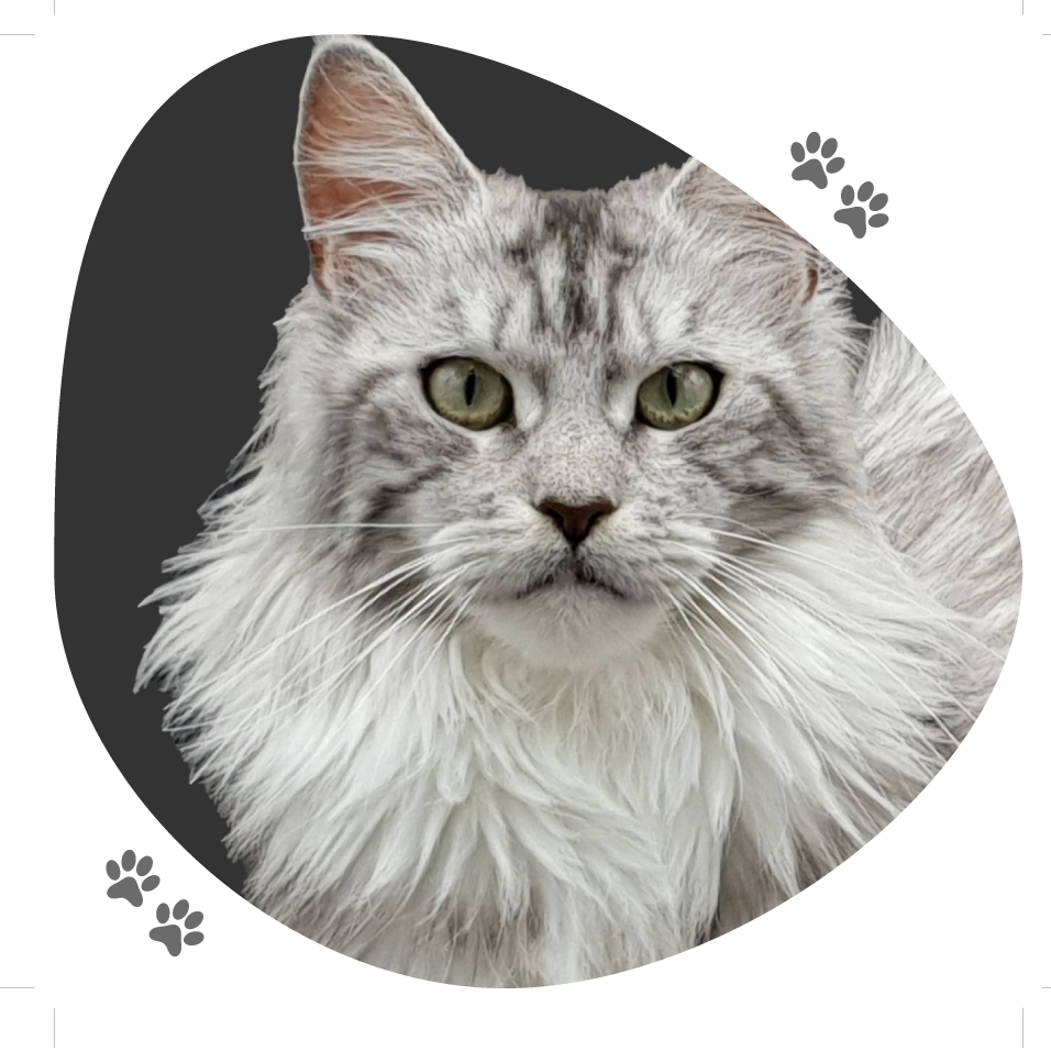 chat_maine_coon_lou_pitchoun_coon