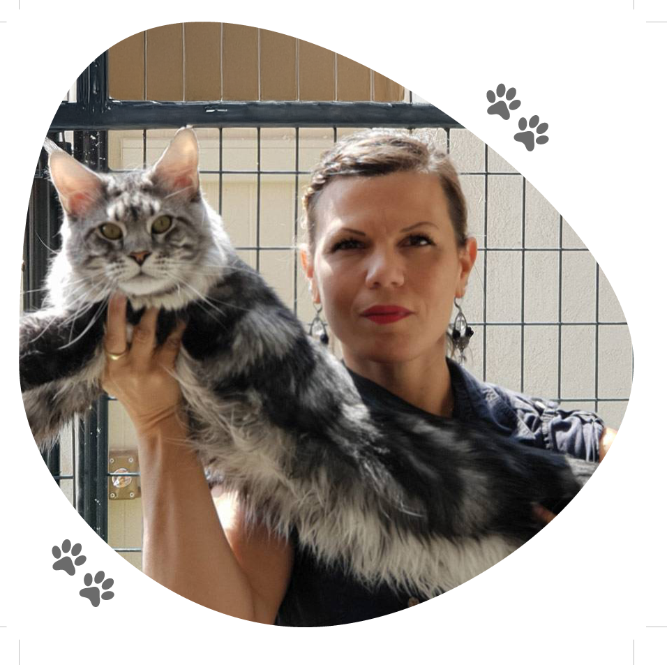 eleveuse_feline_lou_pitchoun_coon