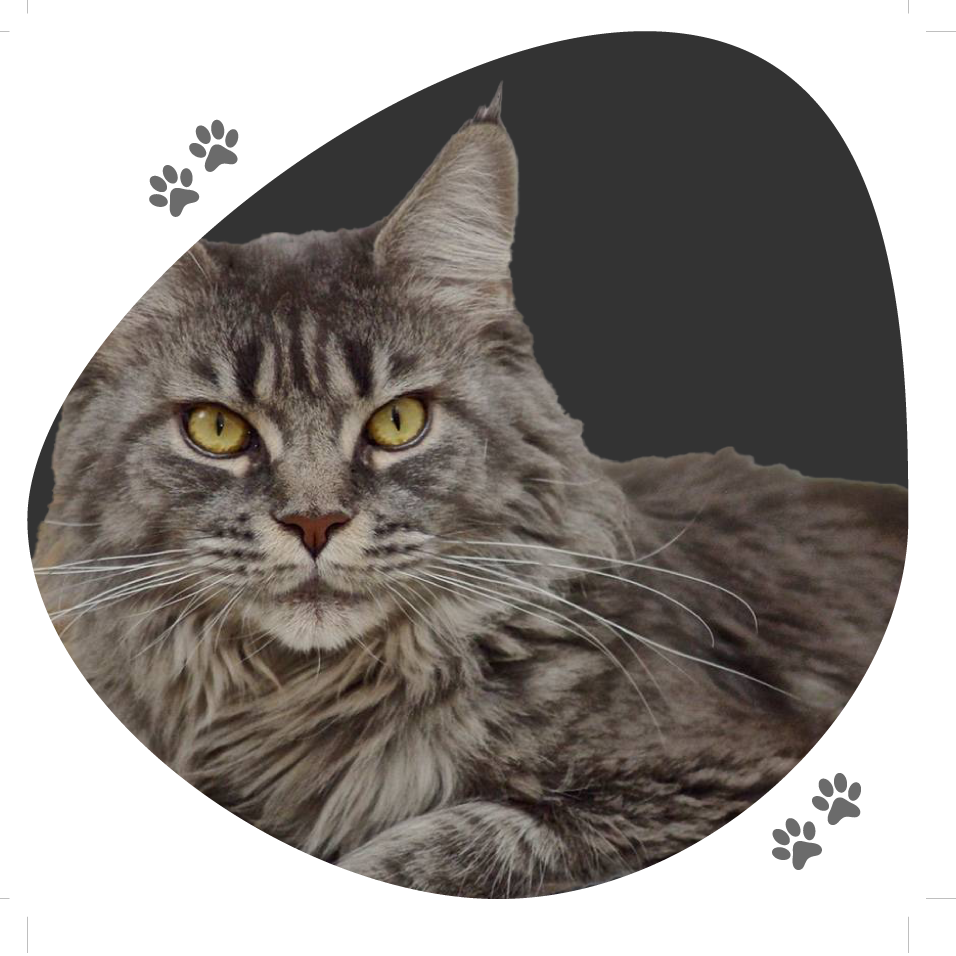 helena_lou_pitchoun_coon