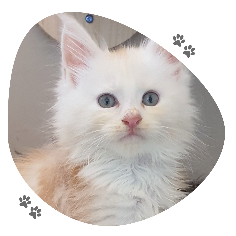 portee_roxy_hatchi_lou_pitchoun_coon