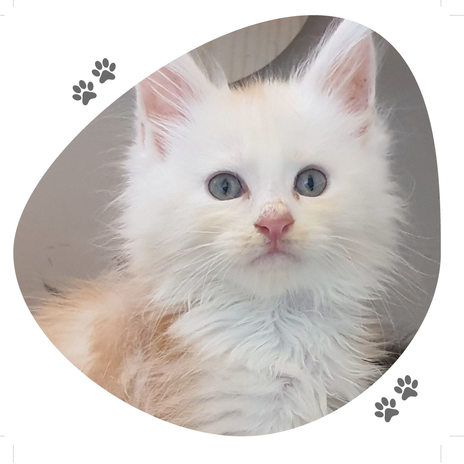 portee_roxy_hatchi_lou_pitchoun_coon