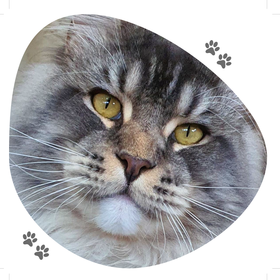 ryatho_lou_pitchoun_coon