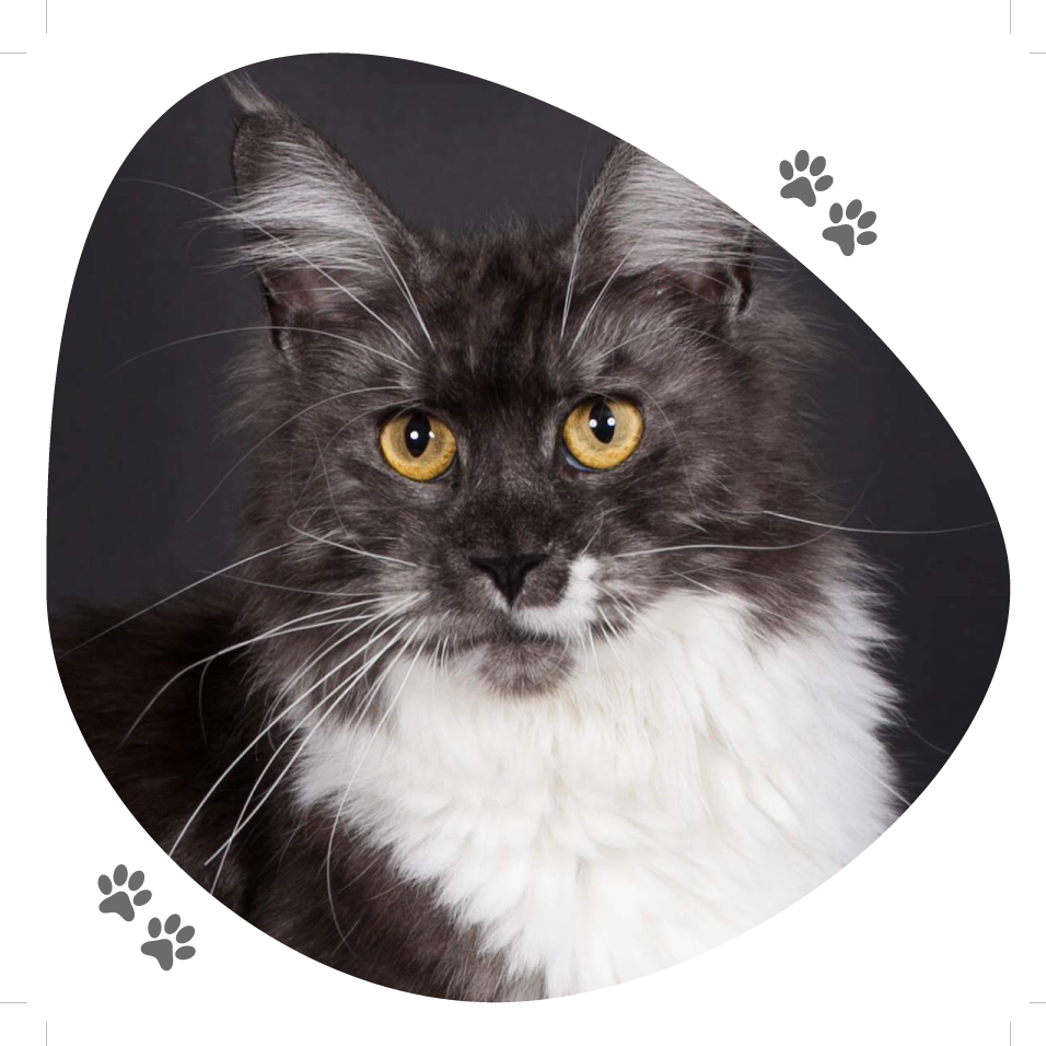 meadow_lou_pitchoun_coon