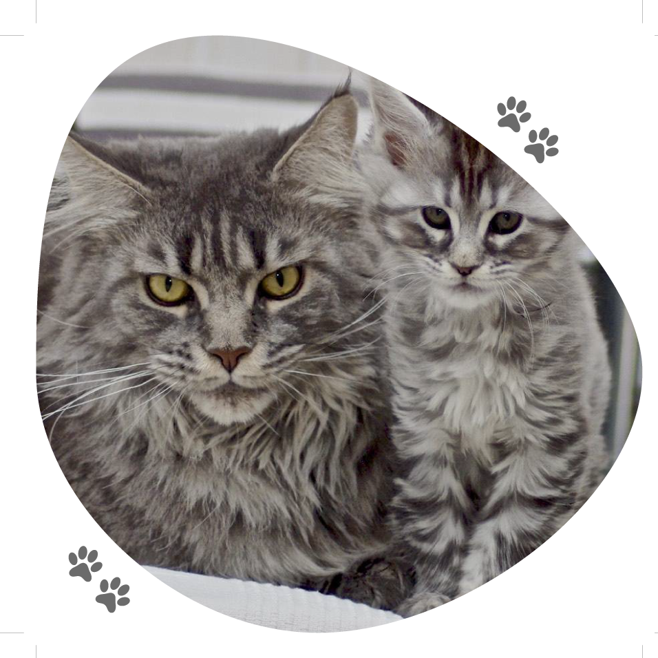 portee_helena_osiris_2_lou_pitchoun_coon
