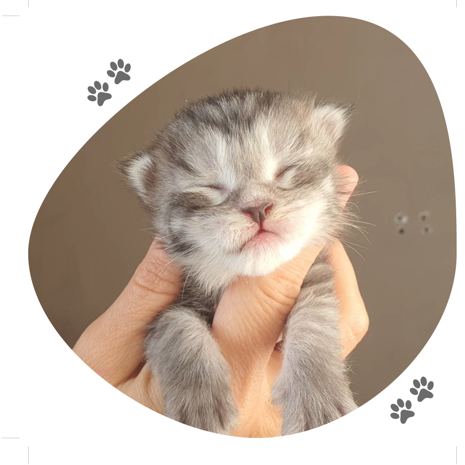 uzu_mariage_toscane_hatchi_lou_pitchoun_coon