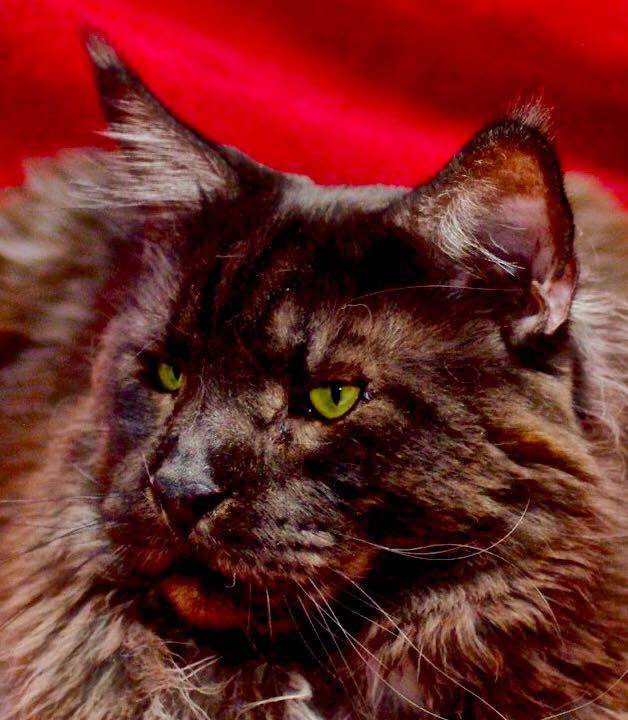 chat_maine_coon_lou_pitchoun_coon