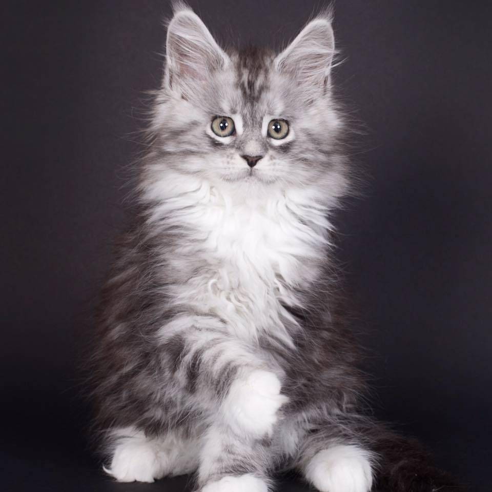 chaton_lou_pitchoun_coon