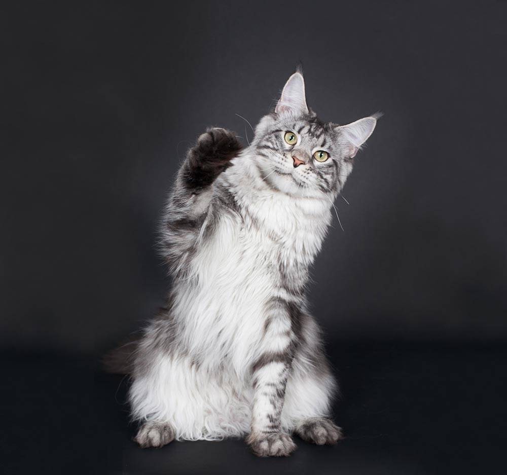 lou_pitchoun_coon