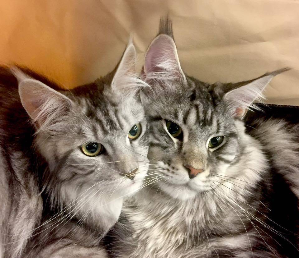 maine_coon_lou_pitchoun_coon