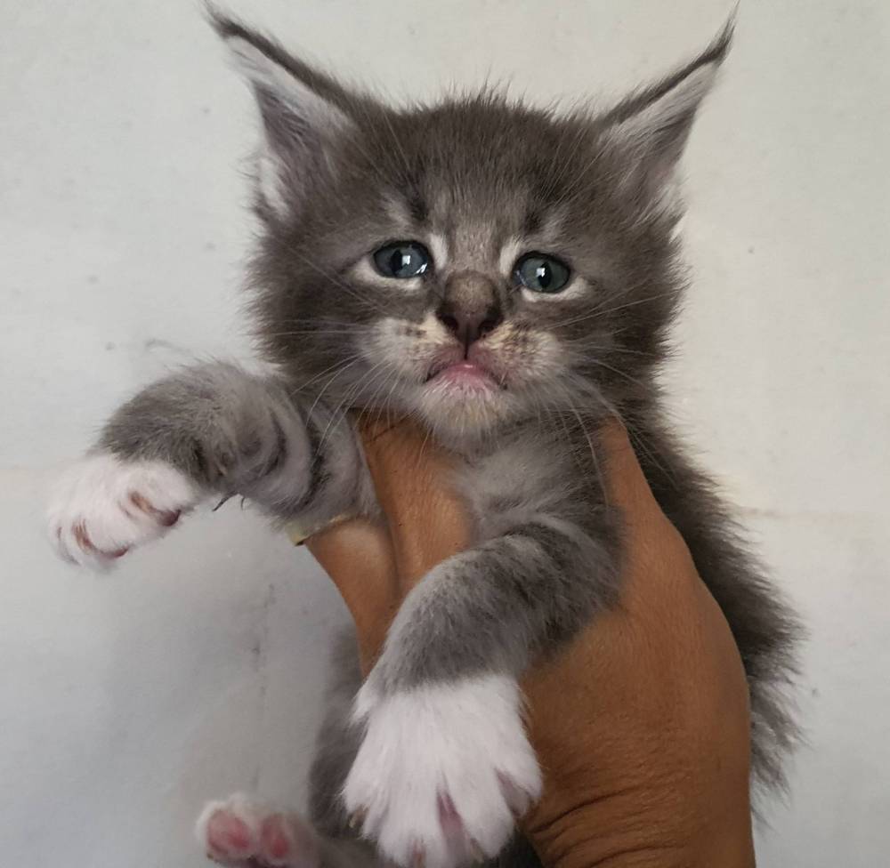 titoune_lou_pitchoun_coon