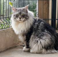 hatchi_males_lou_pitchoun_coon
