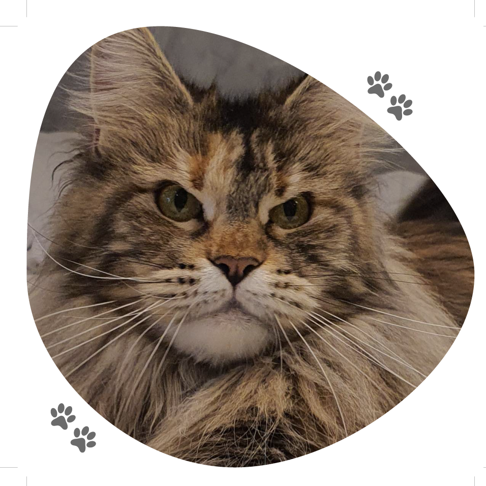 roxy_lou_pitchoun_coon