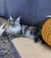 tanya_femelle_reproduction_lou_pitchoun_coon