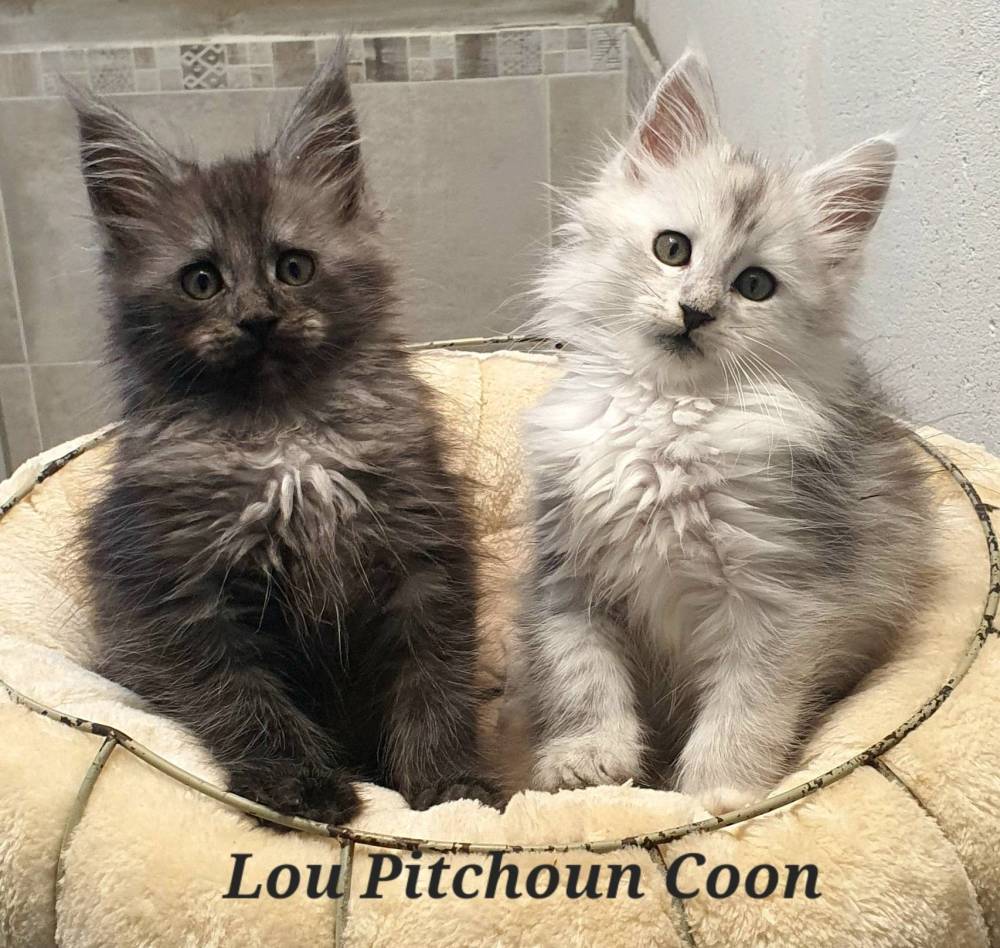 wilson_vroom_mariage_tanya_hachi_lou_pitchoun_coon