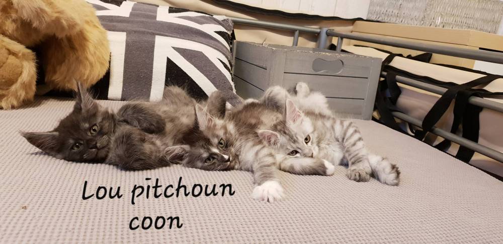 portee_nuage_nelson_2_lou_pitchoun_coon