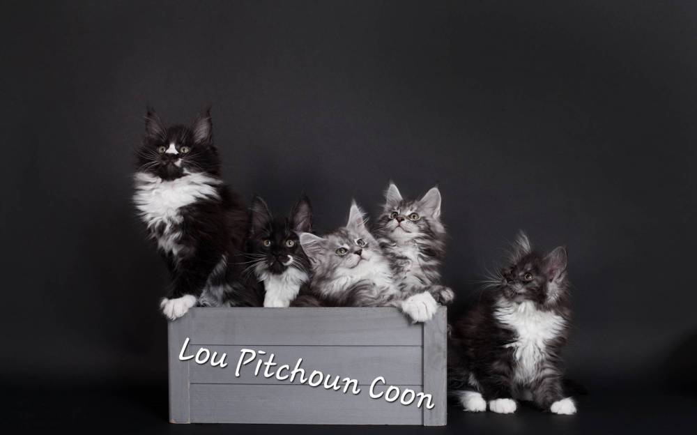 portee_meadow_nelson_2_lou_pitchoun_coon