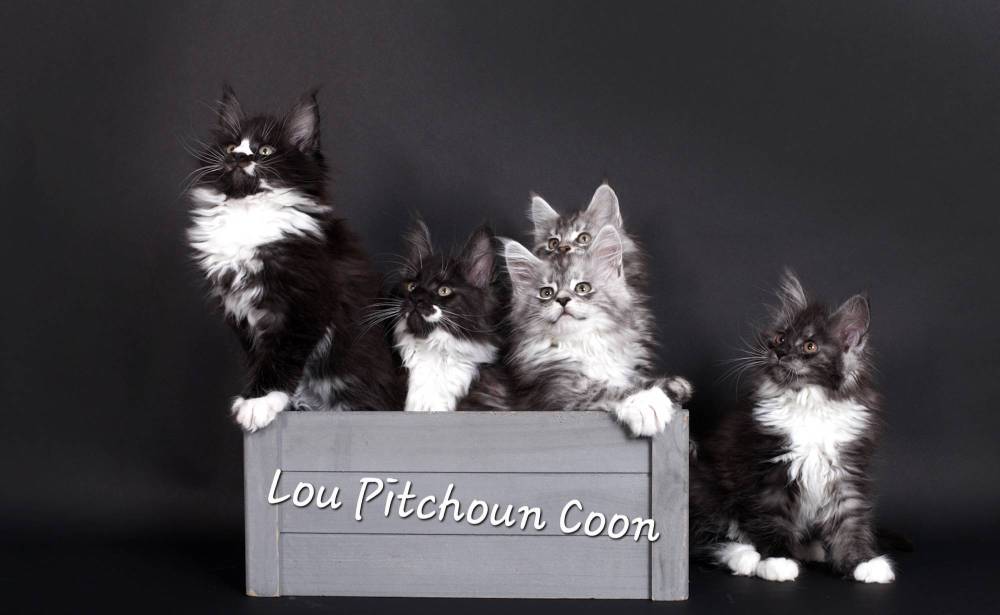 portee_meadow_nelson_lou_pitchoun_coon