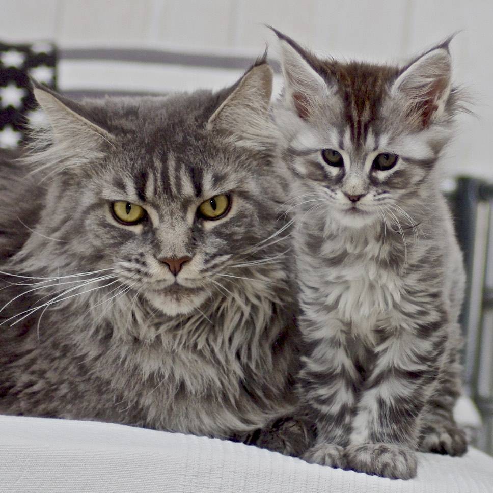 portee_helena_osiris_2_lou_pitchoun_coon