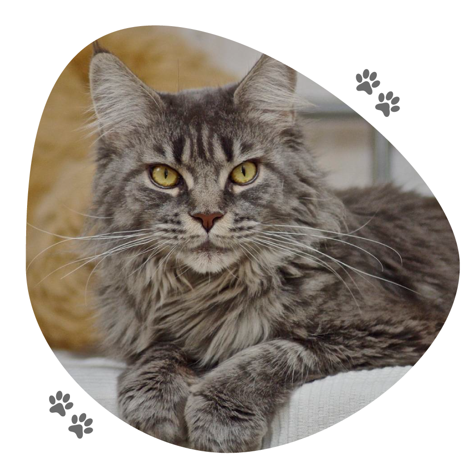 helena_lou_pitchoun_coon
