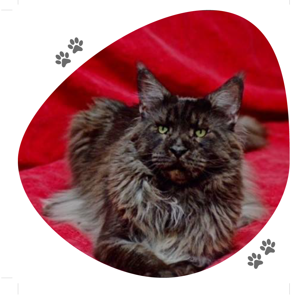 jerry_lou_pitchoun_coon