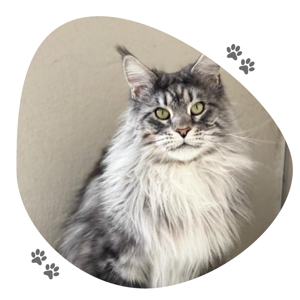 nelson_lou_pitchoun_coon