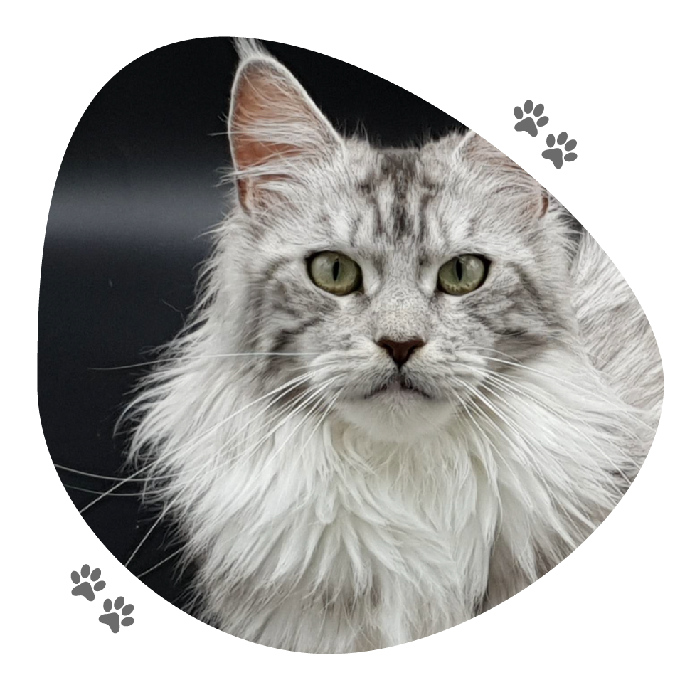 nuage_lou_pitchoun_coon