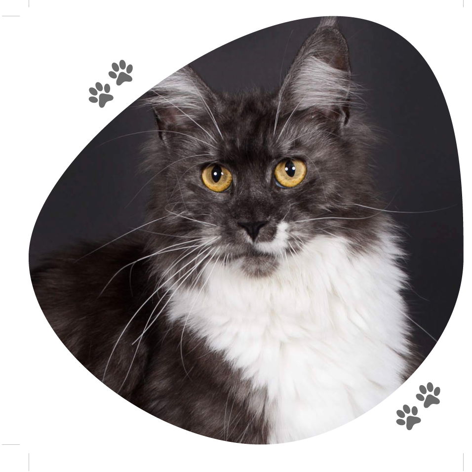 meadow_lou_pitchoun_coon