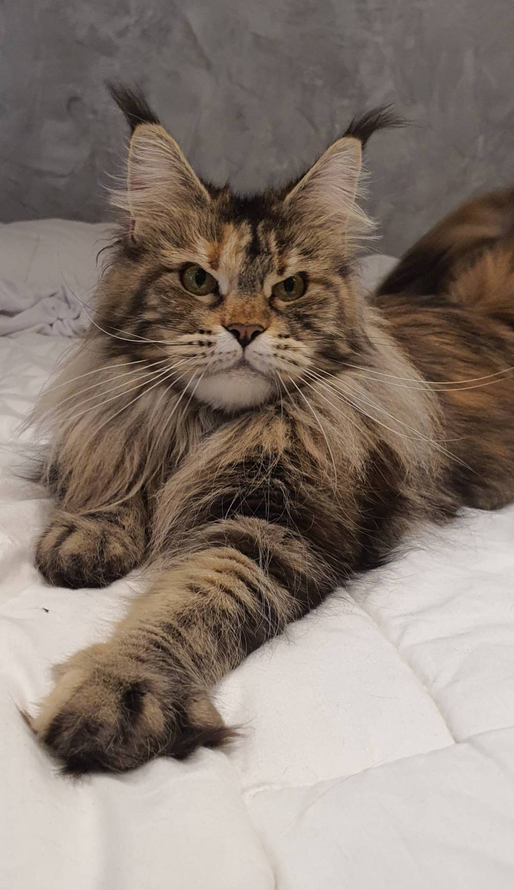 roxy_lou_pitchoun_coon