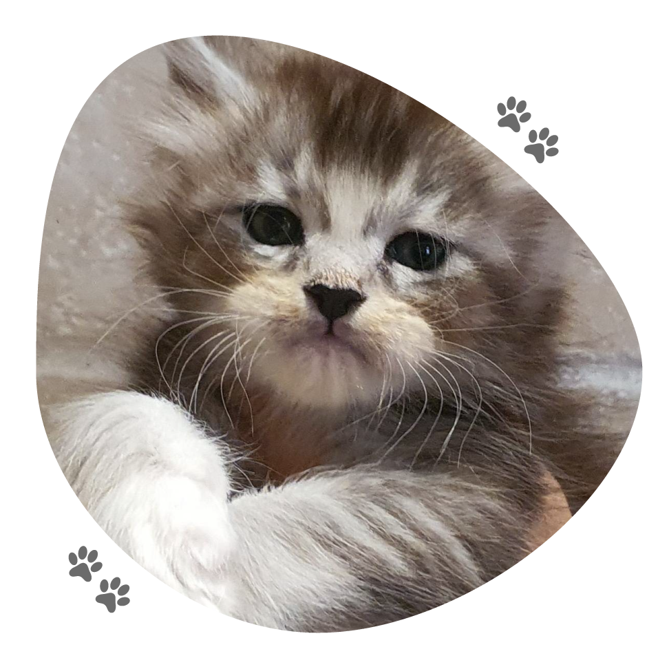 portee_india_r_yatho_2_lou_pitchoun_coon