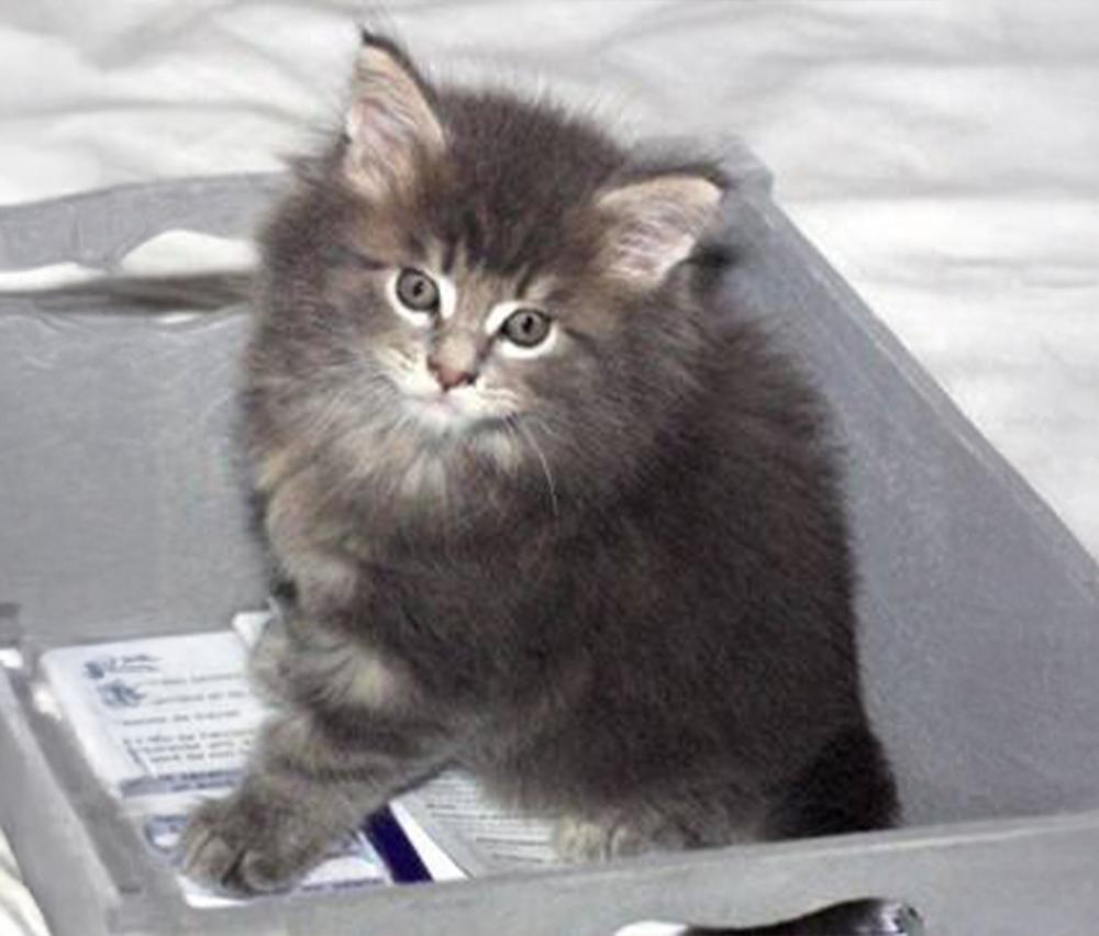 portee_helena_fender_lou_pitchoun_coon