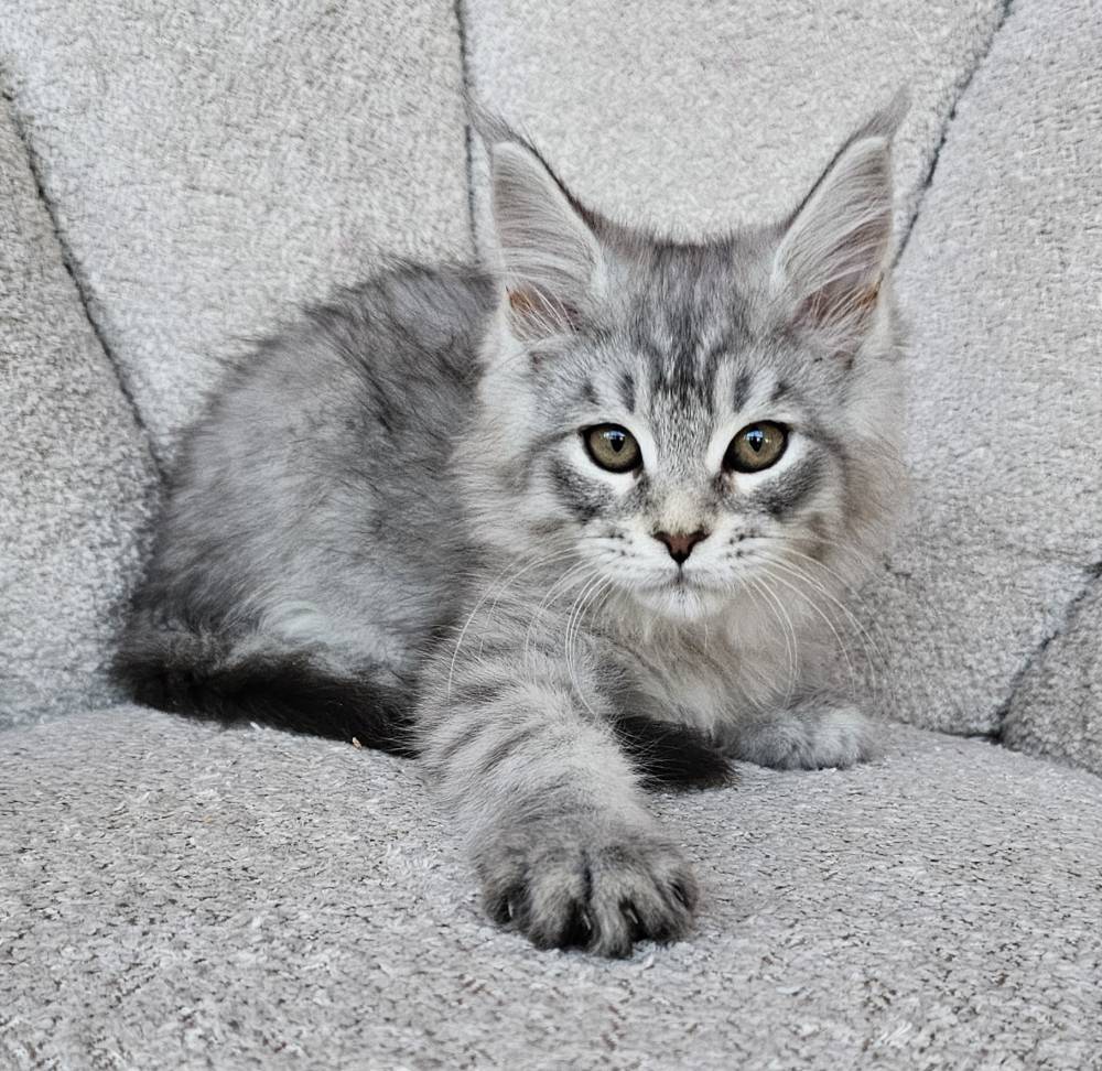 2025 PORTEE TOSCANE HATCHI 1 