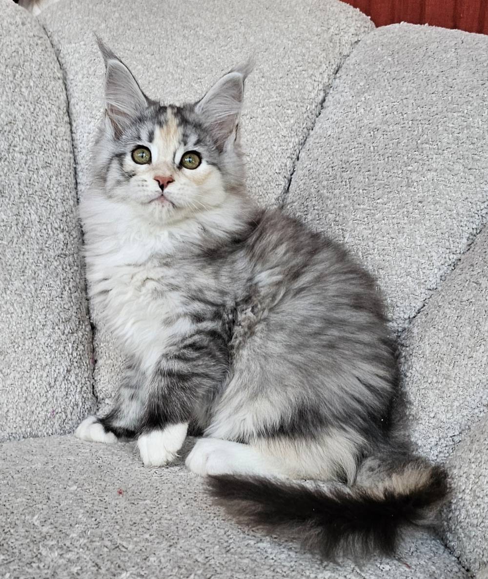 2025 PORTEE TOSCANE HATCHI 3