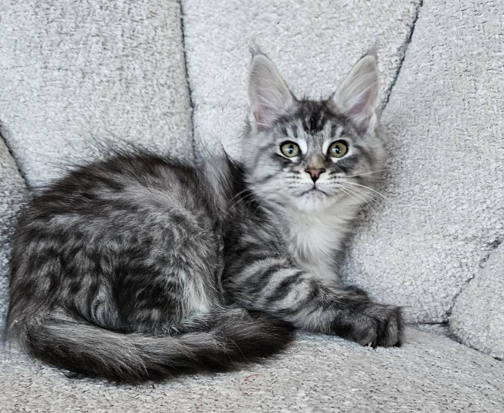 2025 PORTEE TOSCANE HATCHI 4
