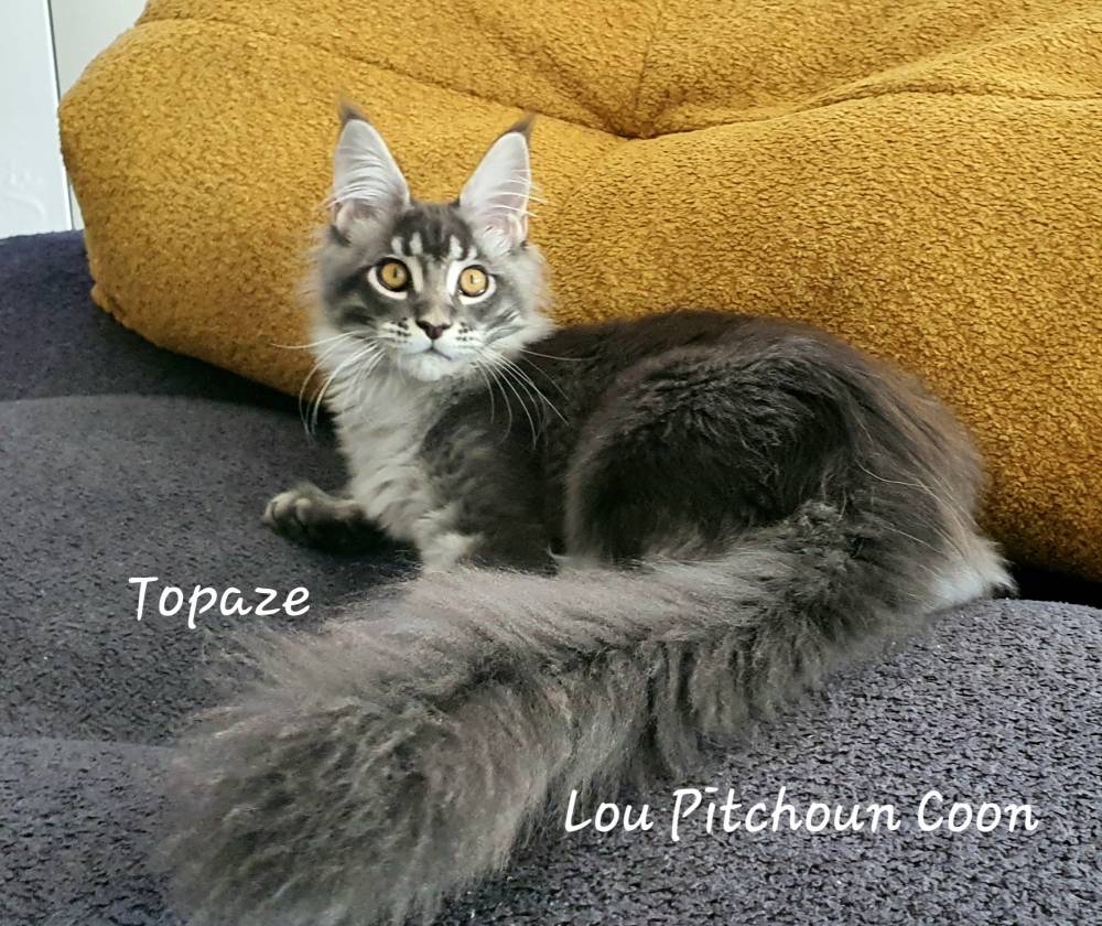 TOPAZE15 (1)