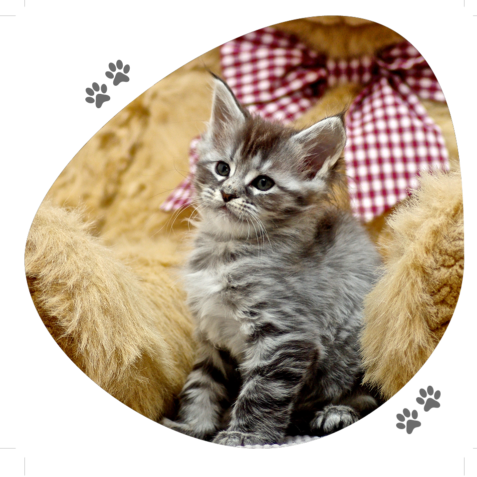 chaton